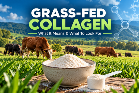 Grass-fed collagen peptides with bovine cattle grazing on pasture and collagen powder